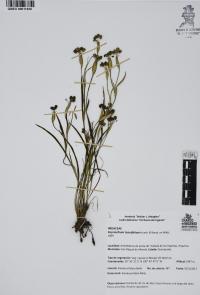 Sisyrinchium tenuifolium image